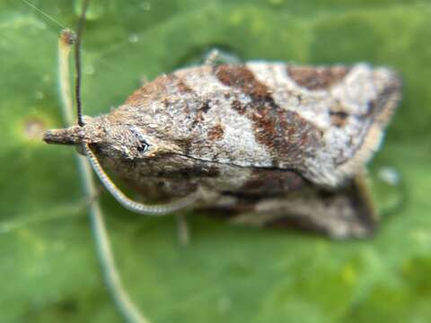 Image of Orange Tortrix