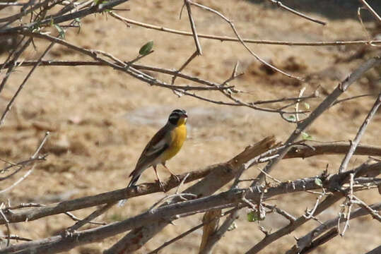 Imagem de Emberiza flaviventris princeps Clancey & Winterbottom 1960