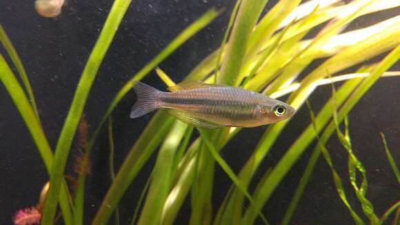 Image of Utchee rainbowfish