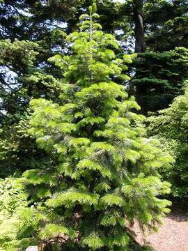 Image of Pindrow Fir