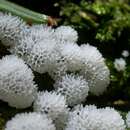 Image of protostelid slime molds