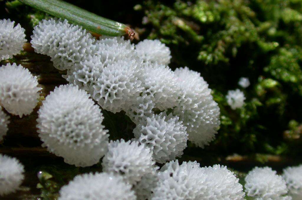 Image of protostelid slime molds