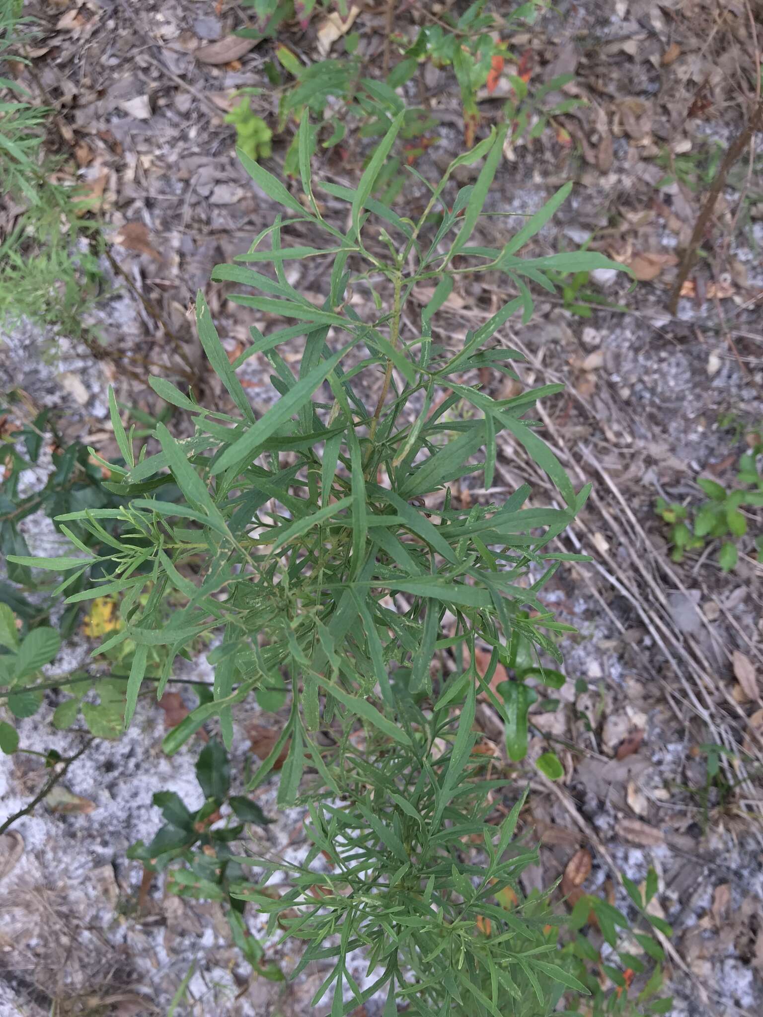 Image of Yankeeweed