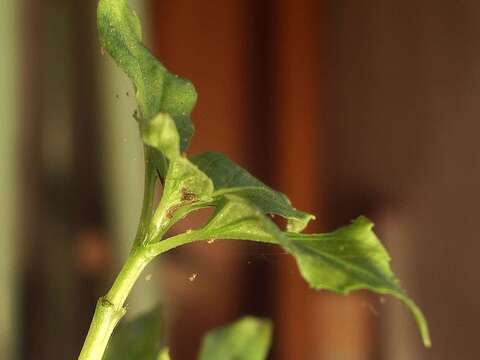 Image of Two-spotted spider mite