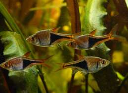 Image of Harlequin rasbora