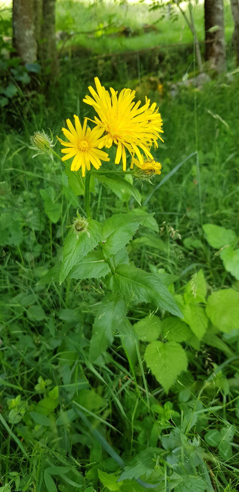 Image of Pyrenean Hawksbeard