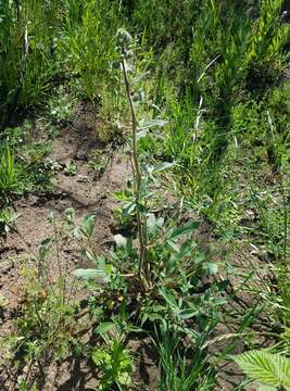 Phacelia heterophylla var. virgata (Greene) R. D. Dorn的圖片