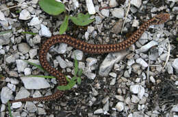 Image of Adder