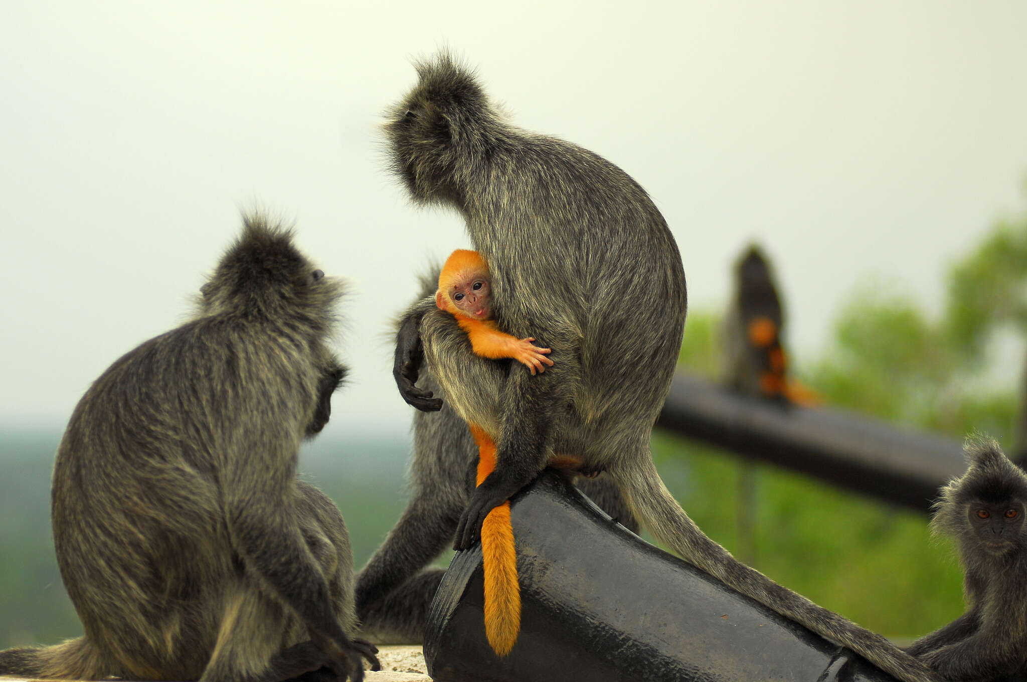 Слика од Trachypithecus selangorensis Roos, Nadler & Walter 2008