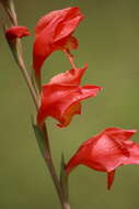 صورة Gladiolus dalenii Van Geel