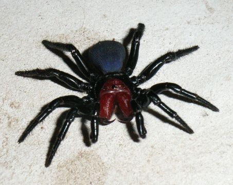 Image of Mouse spider