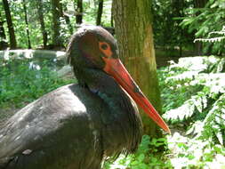 Image of Black Stork