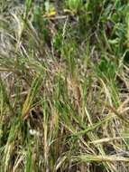 Image of seashore dropseed