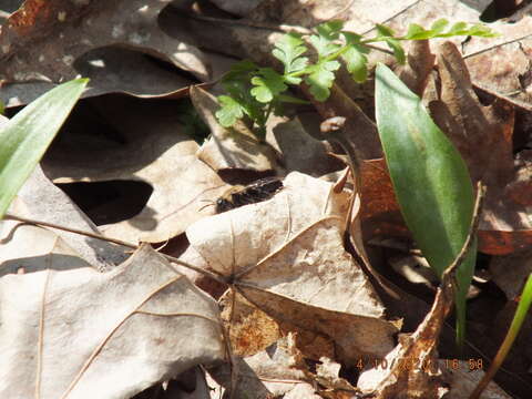 Imagem de Andrena carlini Cockerell 1901