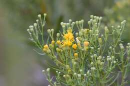 Image of Galatella biflora (L.) Nees