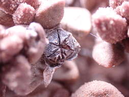 Image of Psammophora modesta (Dinter & Berger) Dinter & Schwant.