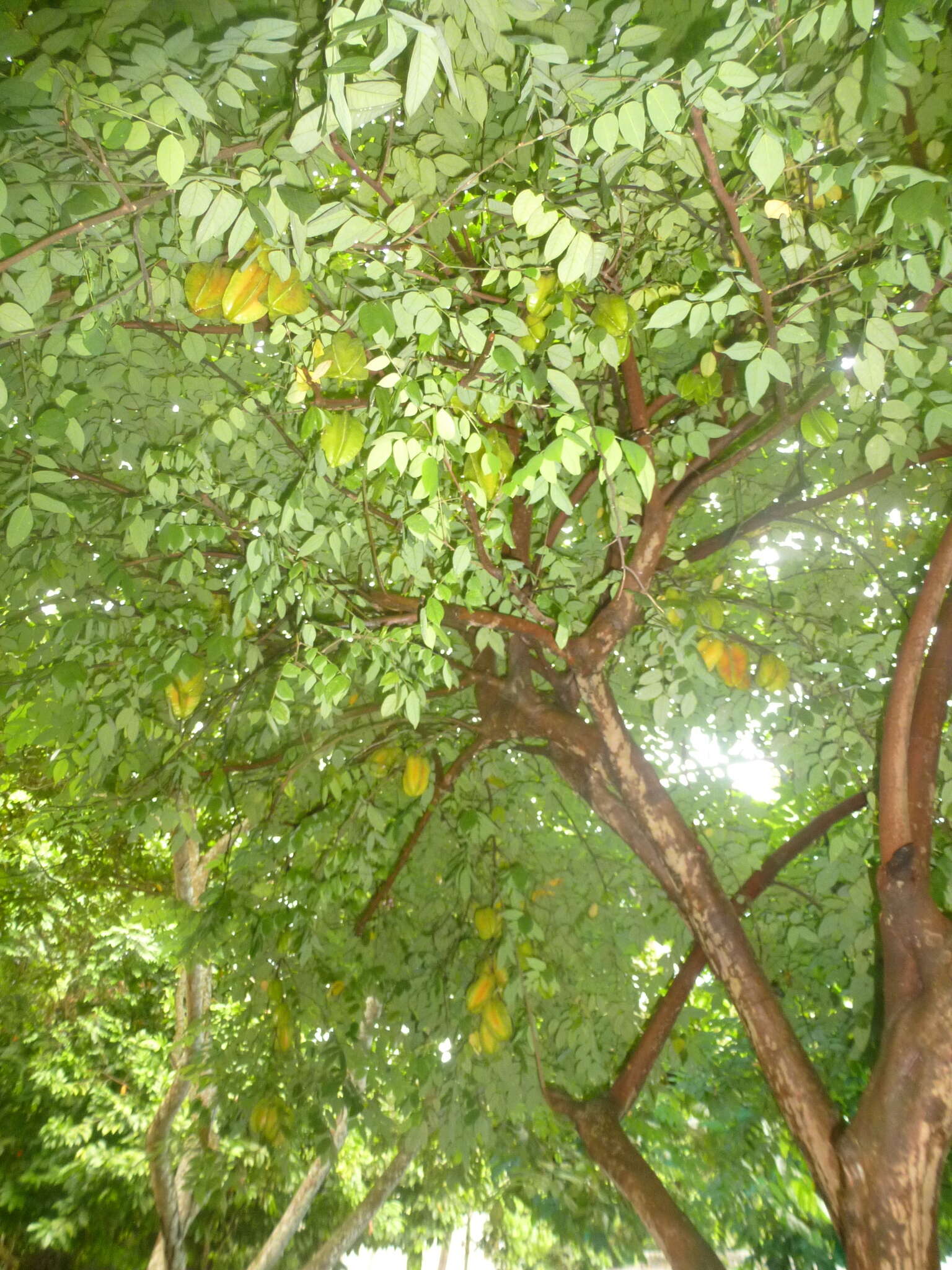 Image of carambola