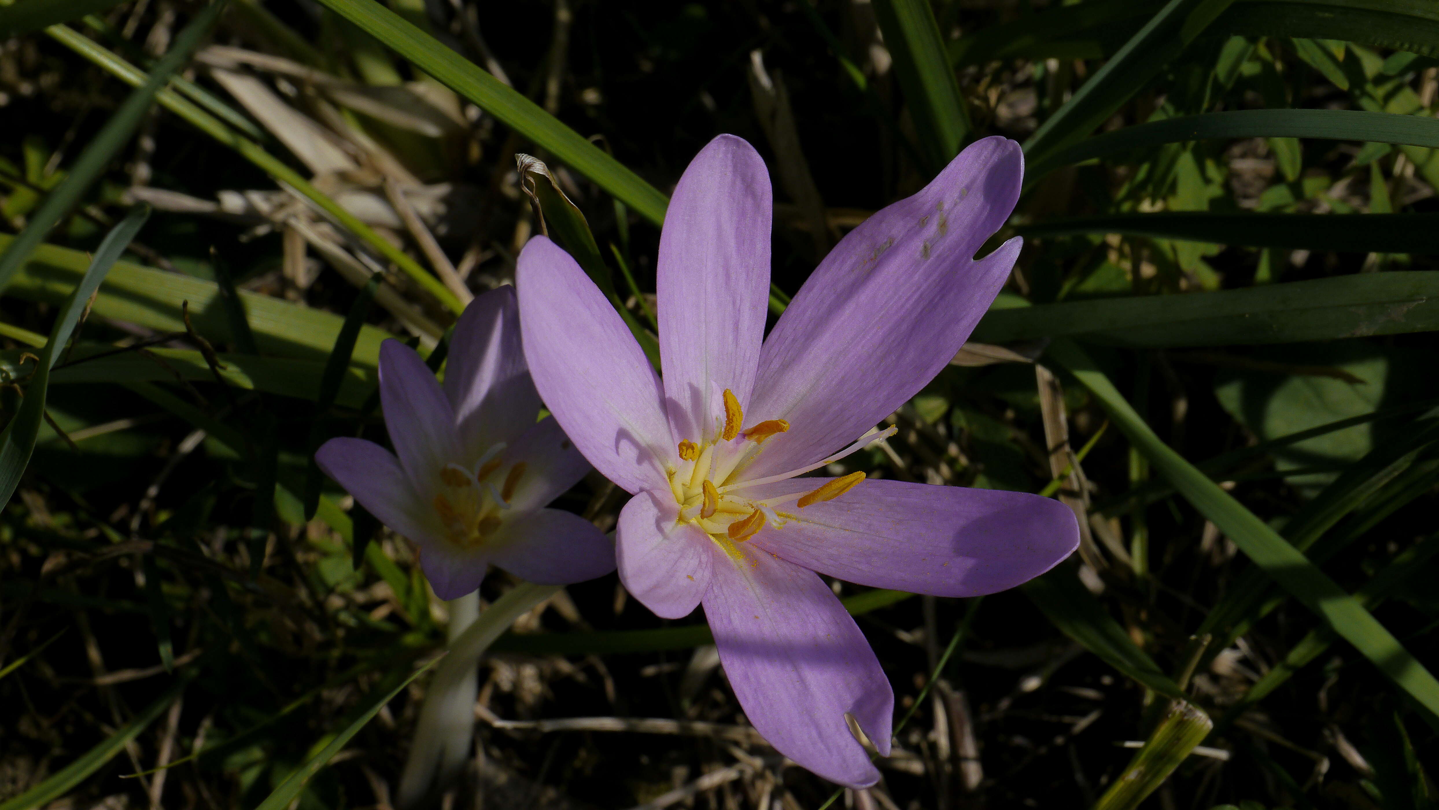 Image of Autumn crocus