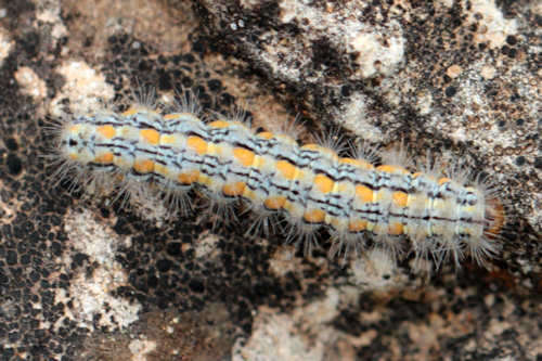 Image of Eilema palliatella (Scopoli 1763)