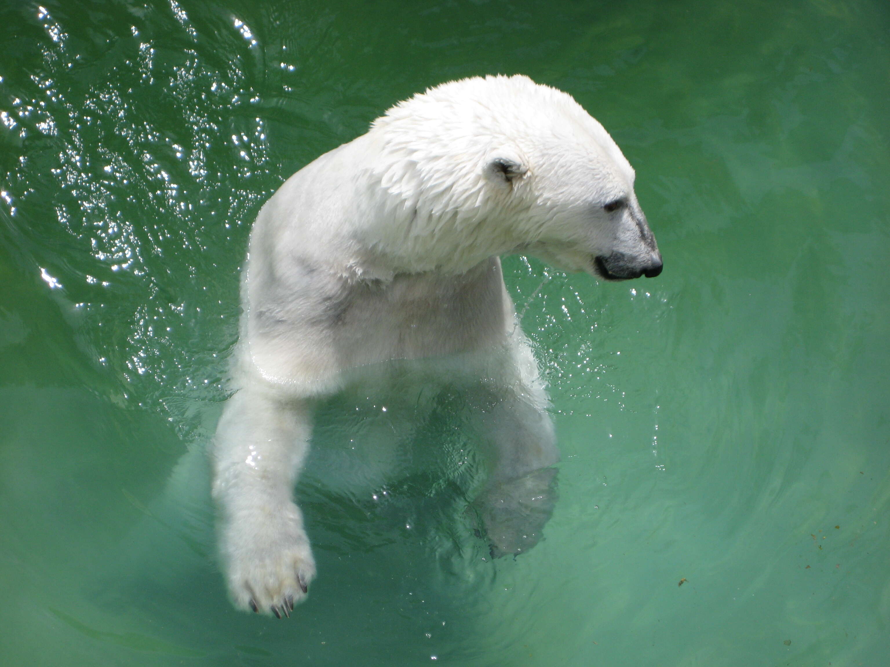 Слика од Бела мечка