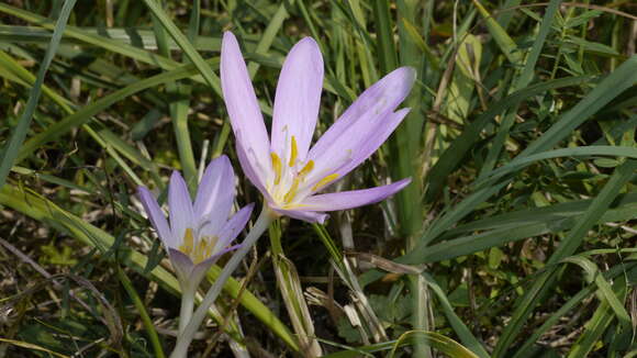 Image of Autumn crocus