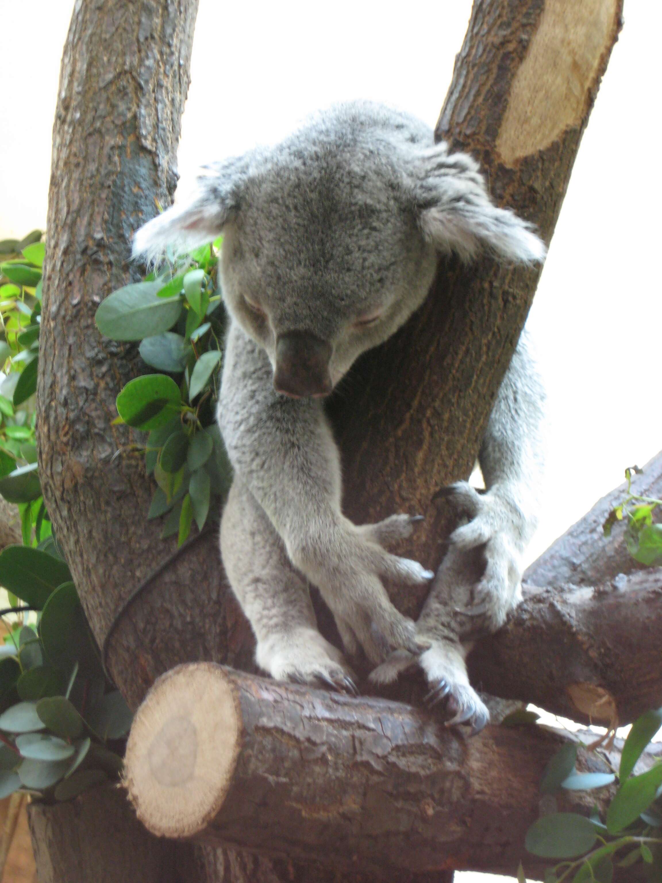 Image of koalas