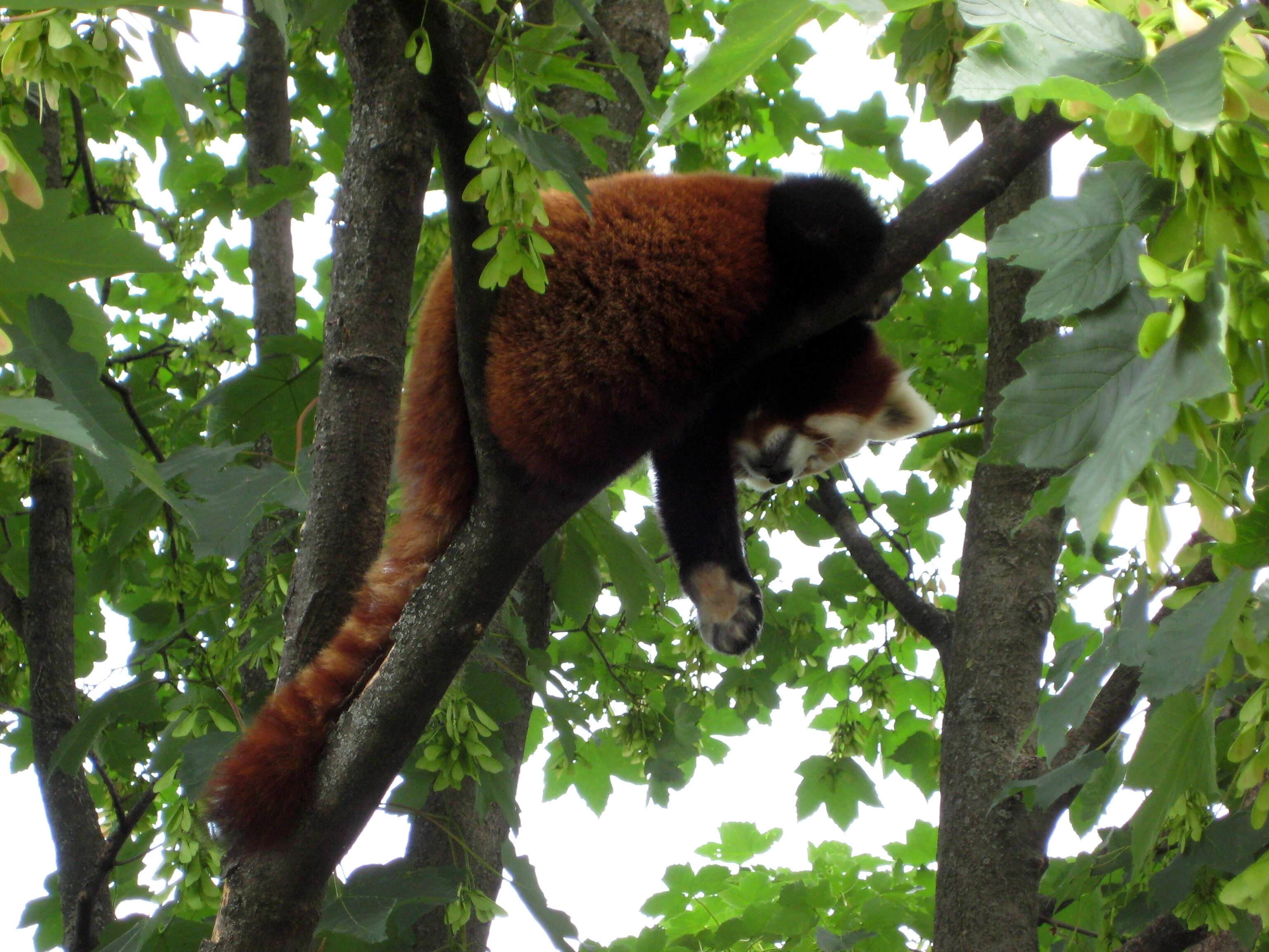 Image of red pandas