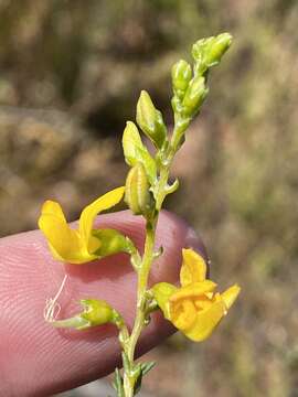 Image of Aspalathus corrudifolia Bergius