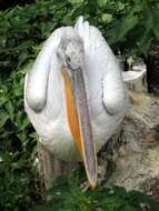 Image of Dalmatian Pelican