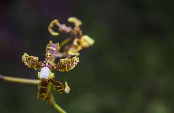 Image of Cyrtochilum divaricatum (Lindl.) Dalström