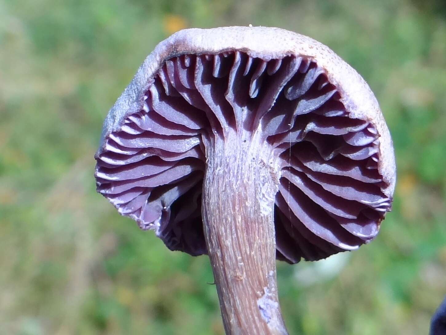 Image of Laccaria amethystina Cooke 1884