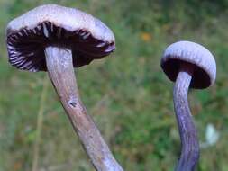 Image of Laccaria amethystina Cooke 1884