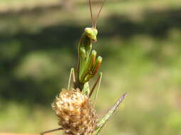 Image of Mantis