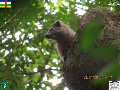 Imagem de Dendrohyrax Gray 1868