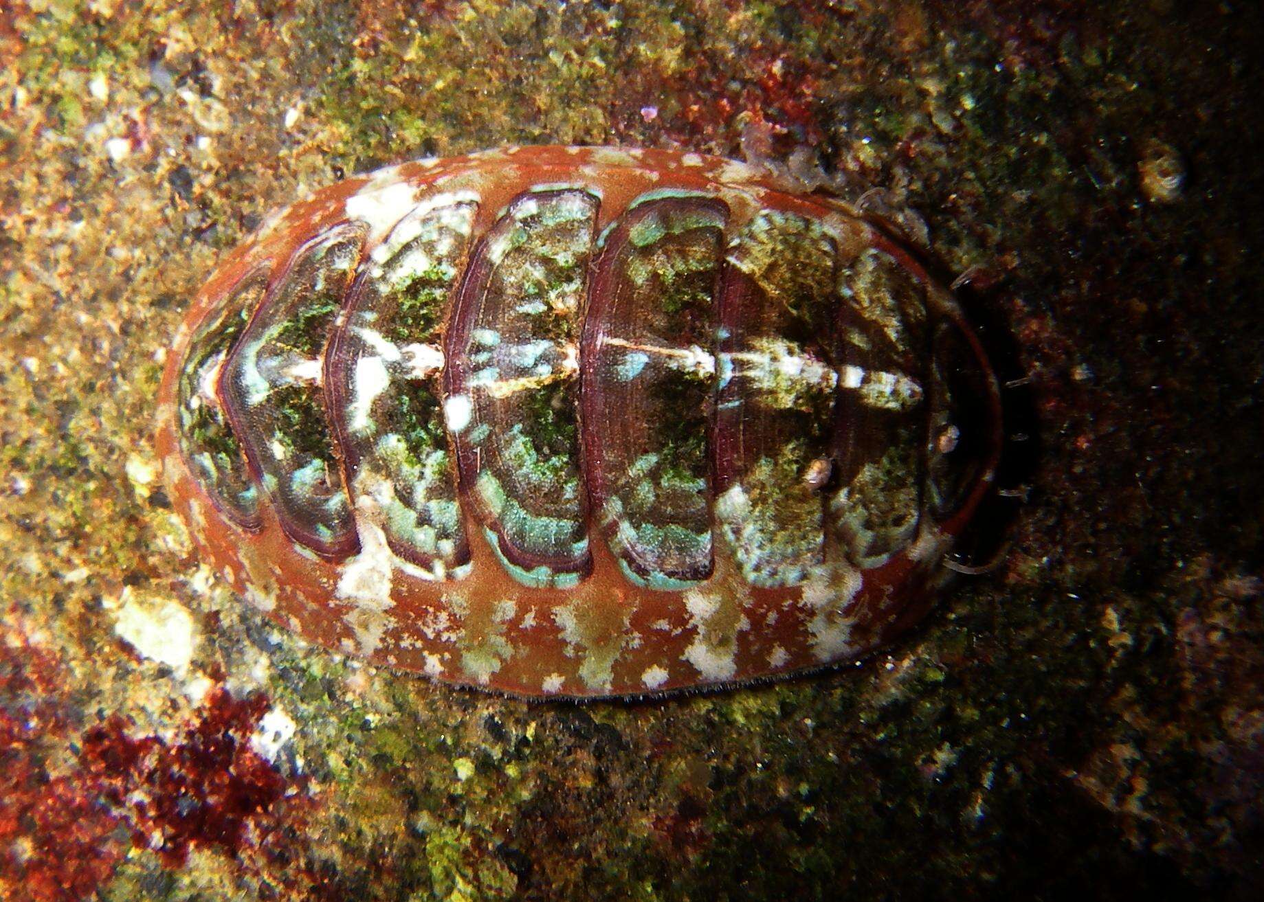 Imagem de Dendrochiton Berry 1911