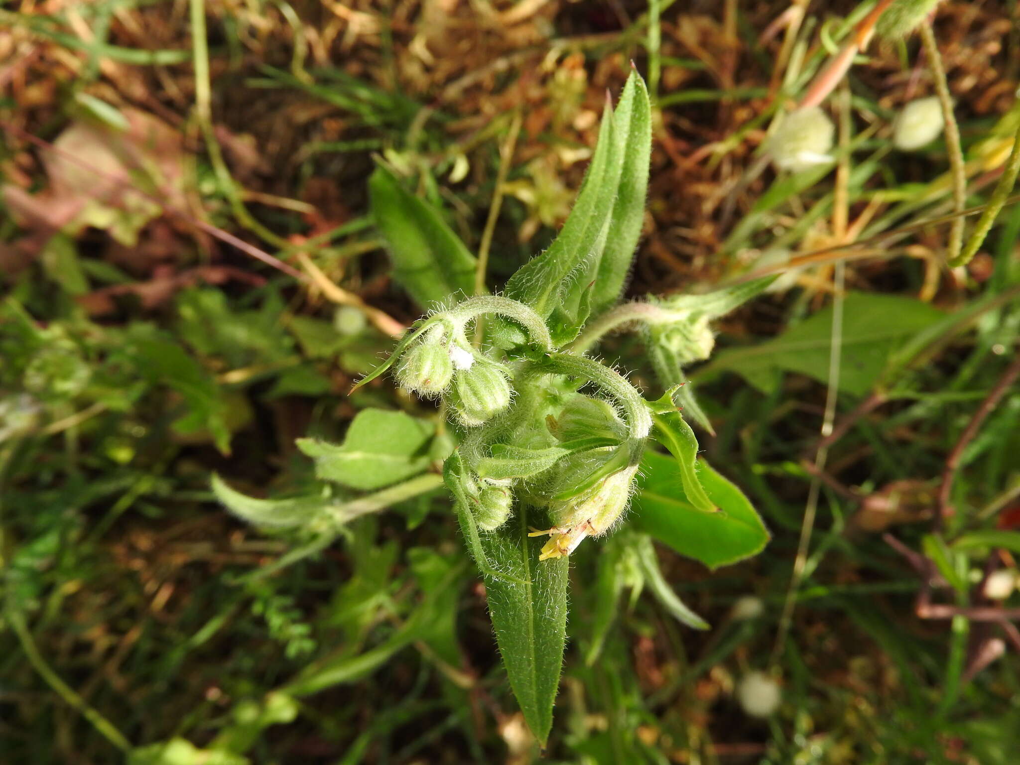 Image of Crepis neglecta subsp. graeca (Vierh.) Rech. fil.