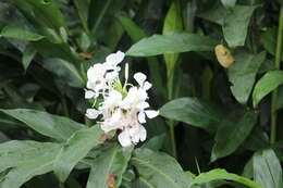 Imagem de Hedychium coronarium J. Koenig