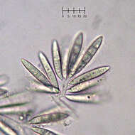 Image of Arthrosporium candidum (Schwein.) S. Hughes 1958