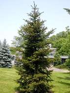 Image of Tigertail Spruce