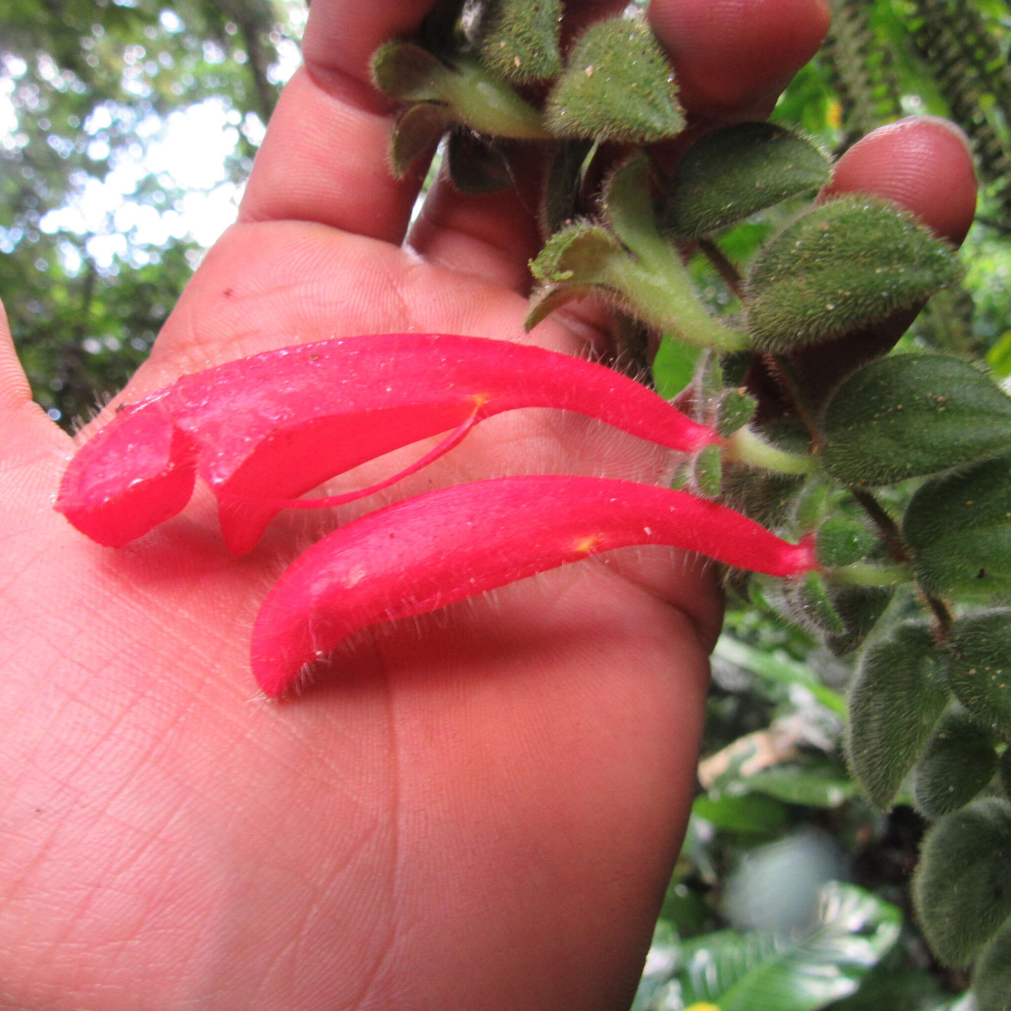 Image of Columnea labellosa H. Karst.