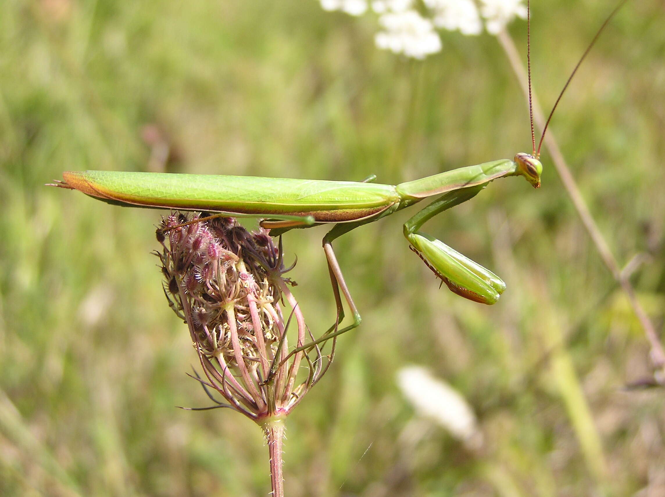 Plancia ëd Mantis