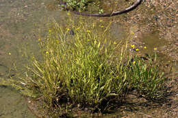 Image of Lesser Spearwort