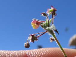 Image of Centella villosa L.