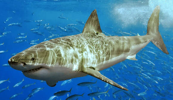 Image of Carcharodon