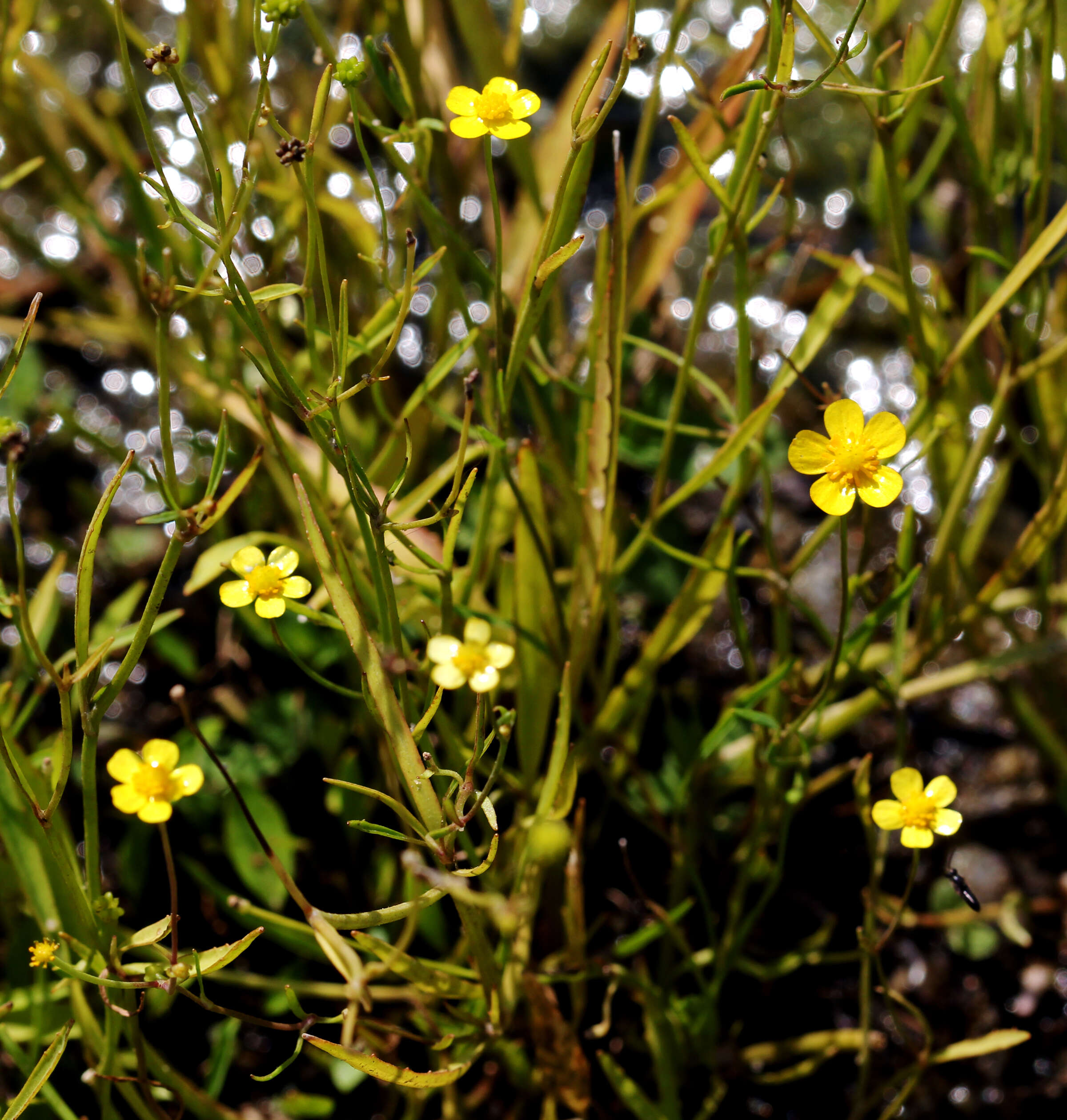 Image of Lesser Spearwort