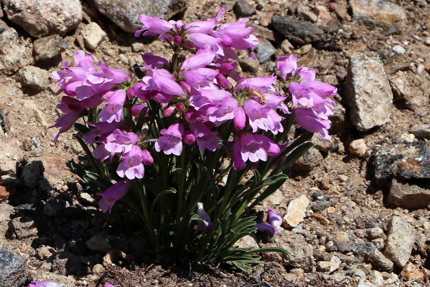 Plancia ëd Penstemon hallii A. Gray