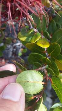 Image of 'ohi'a lehua