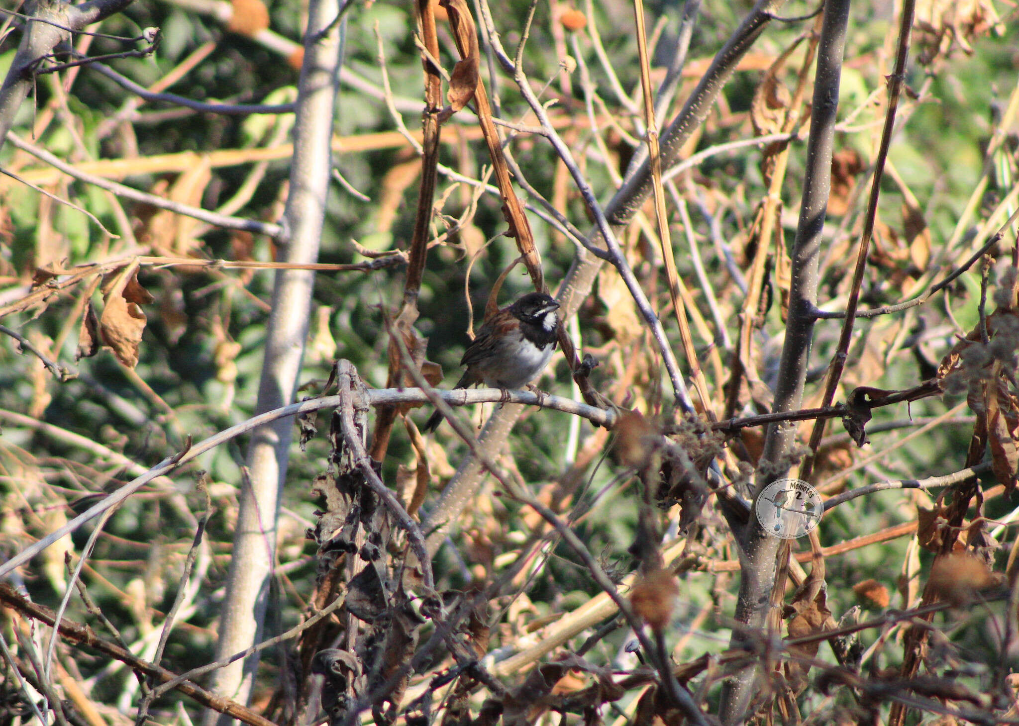 Image of Black-chested Sparrow