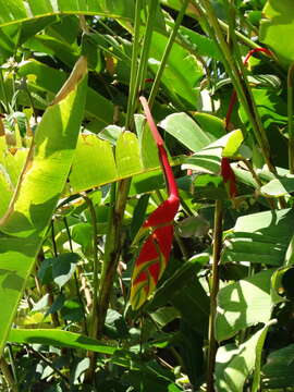 Image of false bird of paradise