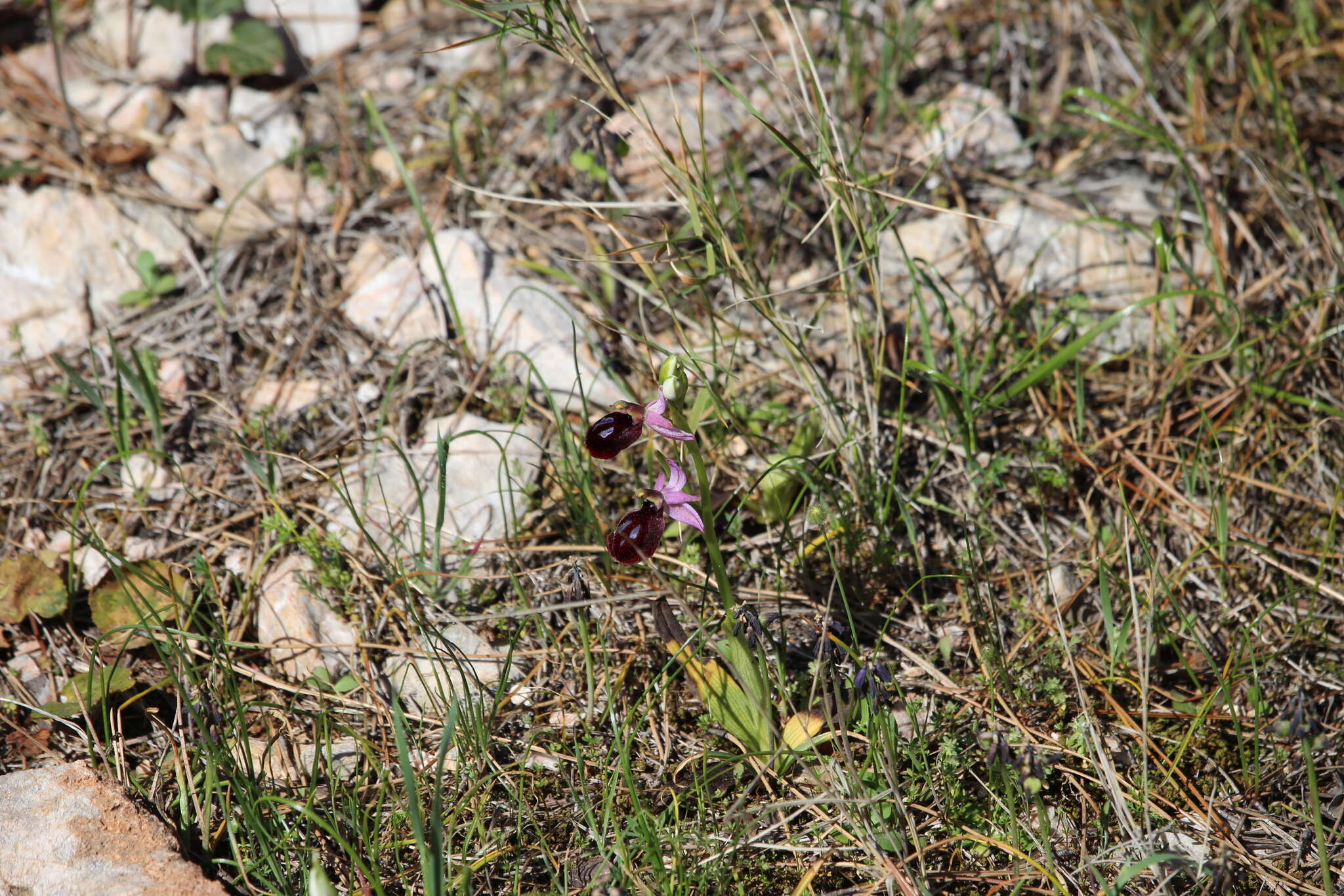 Image of Horseshoe bee-orchid